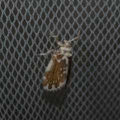 Pseudoadites frigida