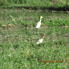 Bubulcus ibis