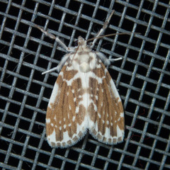 Pseudoadites frigida