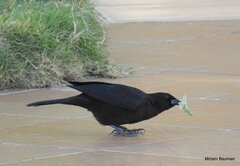 Ptiloxena atroviolacea