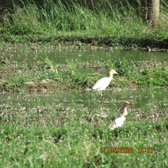 Bubulcus ibis