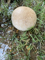 Lycoperdon utriforme