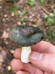 Russula