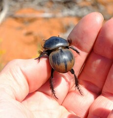 Pachysoma striatum