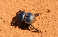 Pachysoma striatum