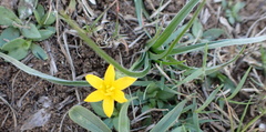 Hypoxis filiformis