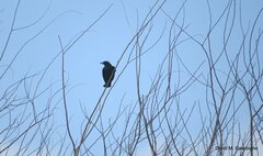 Ptiloxena atroviolacea