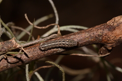 Elaphria fuscimacula