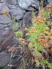 Tanacetum vulgare boreale