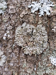 Physconia enteroxantha