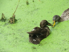 Anas undulata undulata