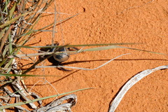 Pachysoma striatum