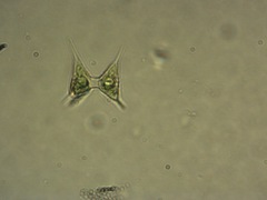 Staurodesmus cuspidatus