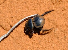 Pachysoma striatum