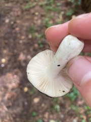 Russula