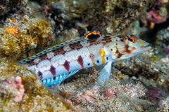 Parapercis punctulata