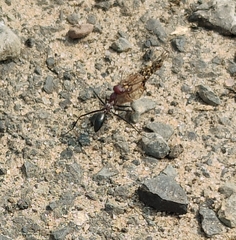 Cataglyphis longipedem