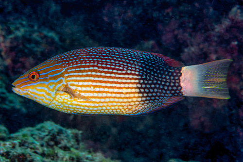 Blackbanded hogfish (Bodianus macrourus) — Labridae — 3