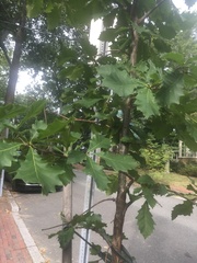 Quercus bicolor