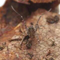 Rilaena triangularis