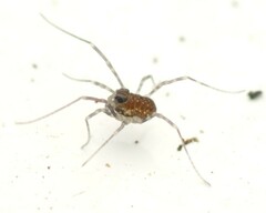 Rilaena triangularis