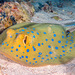 Bluespotted Fantail Ray - Photo (c) François Libert, some rights reserved (CC BY-NC), uploaded by François Libert