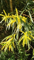 Juliflorae