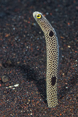 Heteroconger hassi