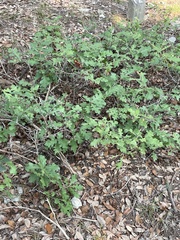 Quercus sinuata