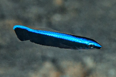 Labroides dimidiatus