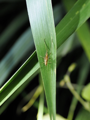 Conocephalus melaenus