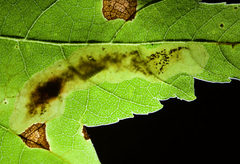 Cameraria saccharella