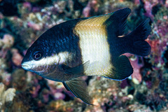 Stegastes nigricans