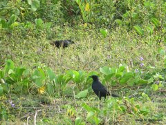 Ptiloxena atroviolacea