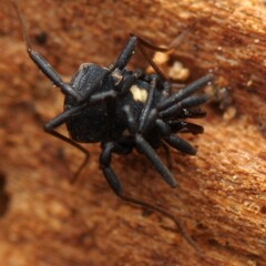 Nemastoma bimaculatum