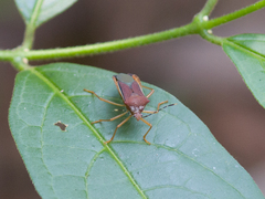 Anasa varicornis