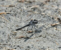 Erythrodiplax berenice