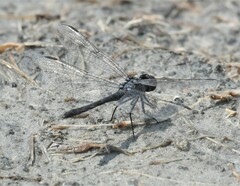 Erythrodiplax berenice