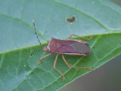 Anasa varicornis