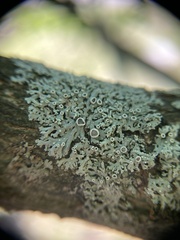 Phaeophyscia
