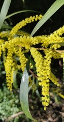 Juliflorae