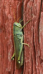 Schistocerca lineata