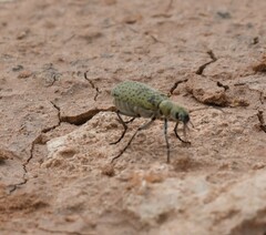 Epicauta maculata-group