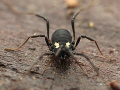 Nemastoma bimaculatum
