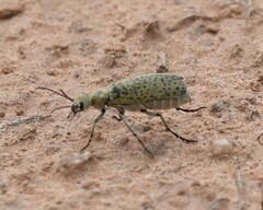 Epicauta maculata-group