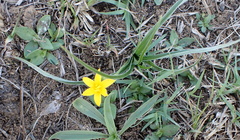 Hypoxis filiformis
