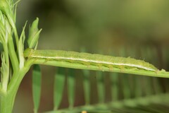 Anticarsia gemmatalis