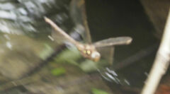 Boyeria vinosa