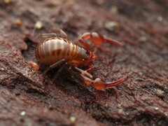 Neobisium