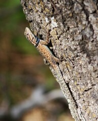 Sceloporus jarrovii